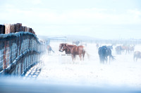 Wild Horse Rescue Ranch