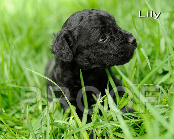 Lily