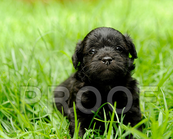 Teddy_DSC3213