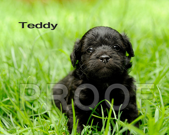 Teddy_