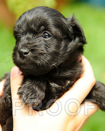 Teddy_DSC3208