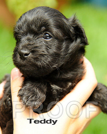 Teddy
