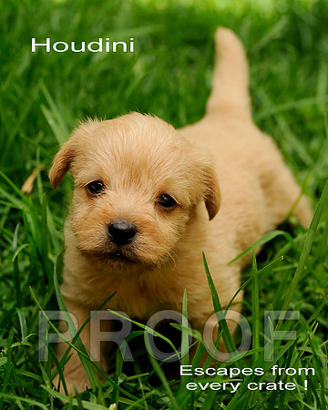 Houdini