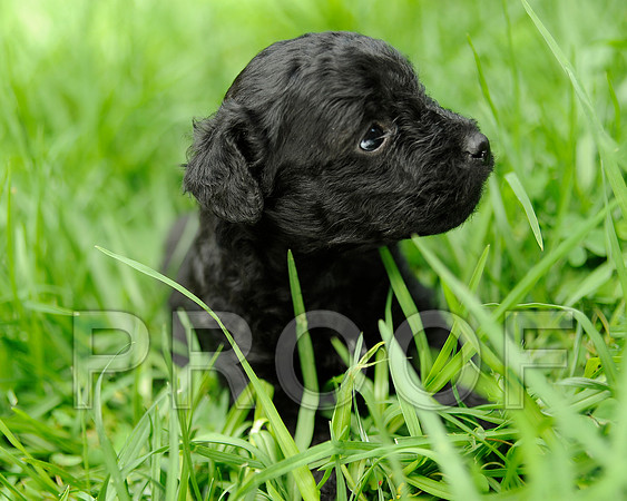 Lily_DSC3313