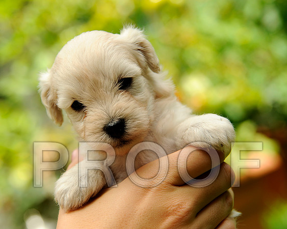 Drummer_DSC3129