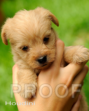 Houdini_